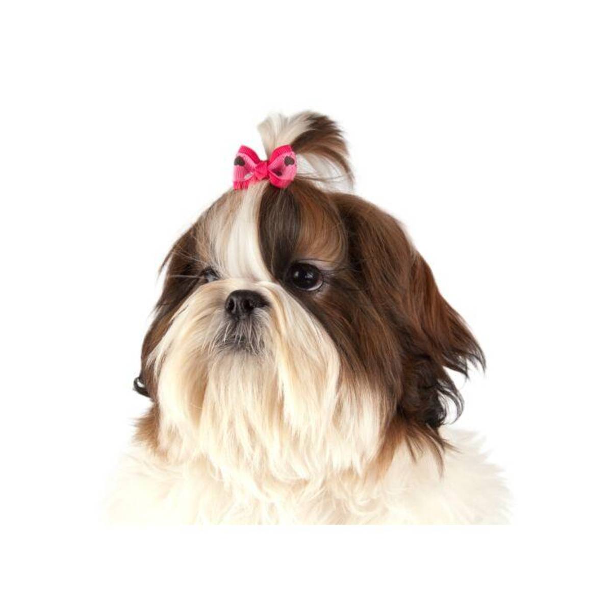 Argyle Bows with Elastic 50 pcs Bows, ShowTech