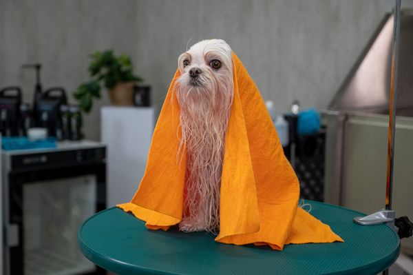 Hovedbilde Moisture Magnet 70 x 50 cm, Show Tech