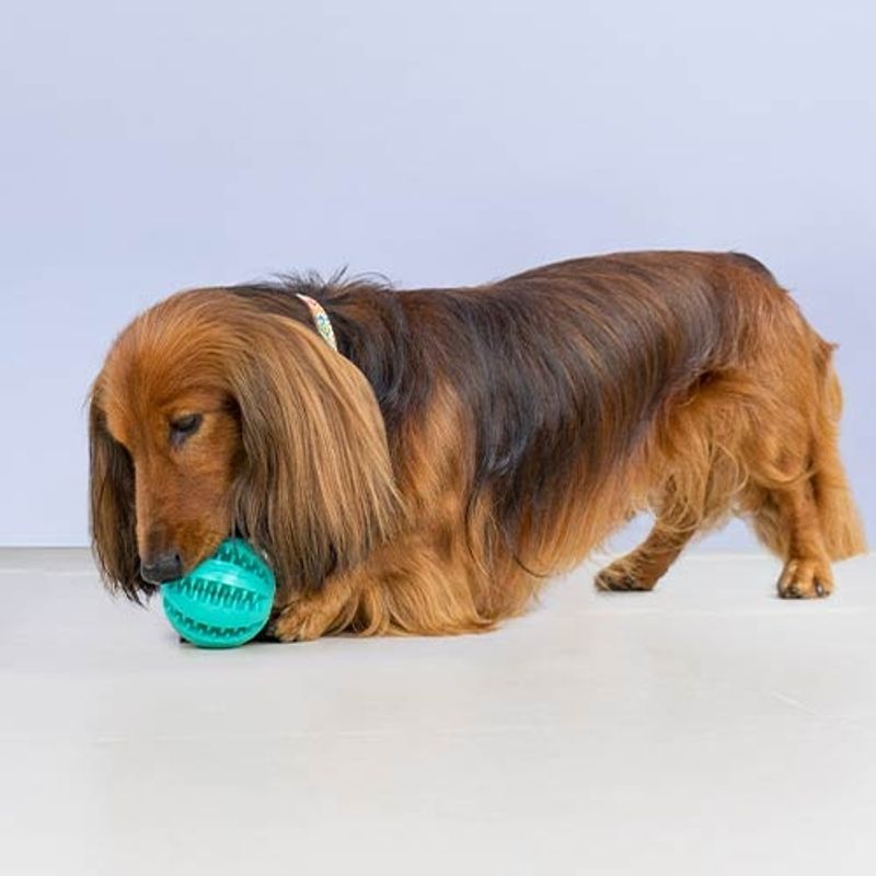 Tooth Cleaning Ball 6cm, Ibanez